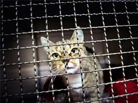 德國慕尼黑城市生活兩三事（三）