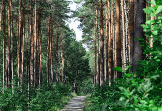 德國加入聯盟國家聯盟，為保護環境做更好的措施