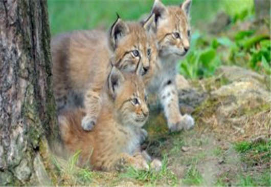 德國動物歸來于搖滾樂的盛開,各地開花的德國 德國動物歸來于搖滾樂的盛開,各地開花的德國