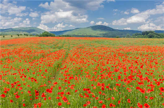 移民政策改革，德國創業移民怎么樣？