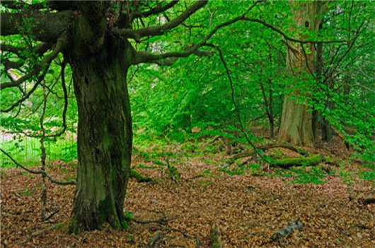 在德國美食中，名列前茅的大蒜