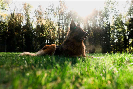 狗中“男神”，德國黑背了解一下