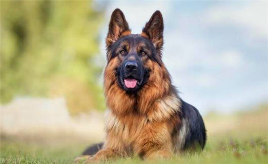 德國猛寵之德國牧羊犬的六大可怕缺點 德國猛寵之德國牧羊犬的六大可怕缺點